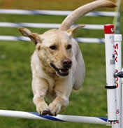 Billy Jump