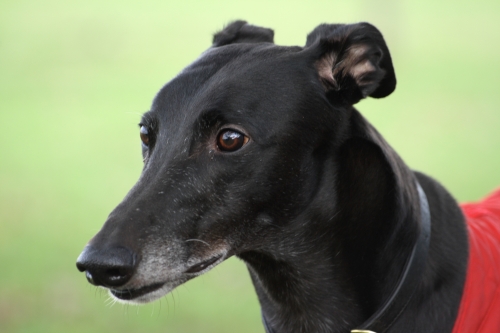Greyhound - Black And White / Sand In Your Shoes Greyhound - Black And White / Sand In Your Shoes
